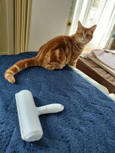 HaarWeg Roller op de bank met kat